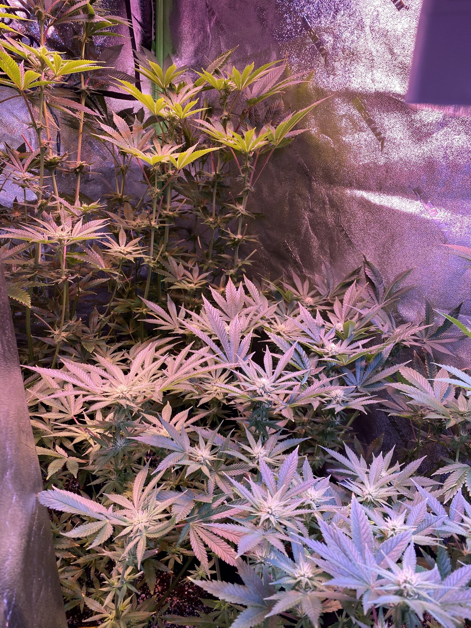 Day 35 of flower should i defoliate the top leaves 4
