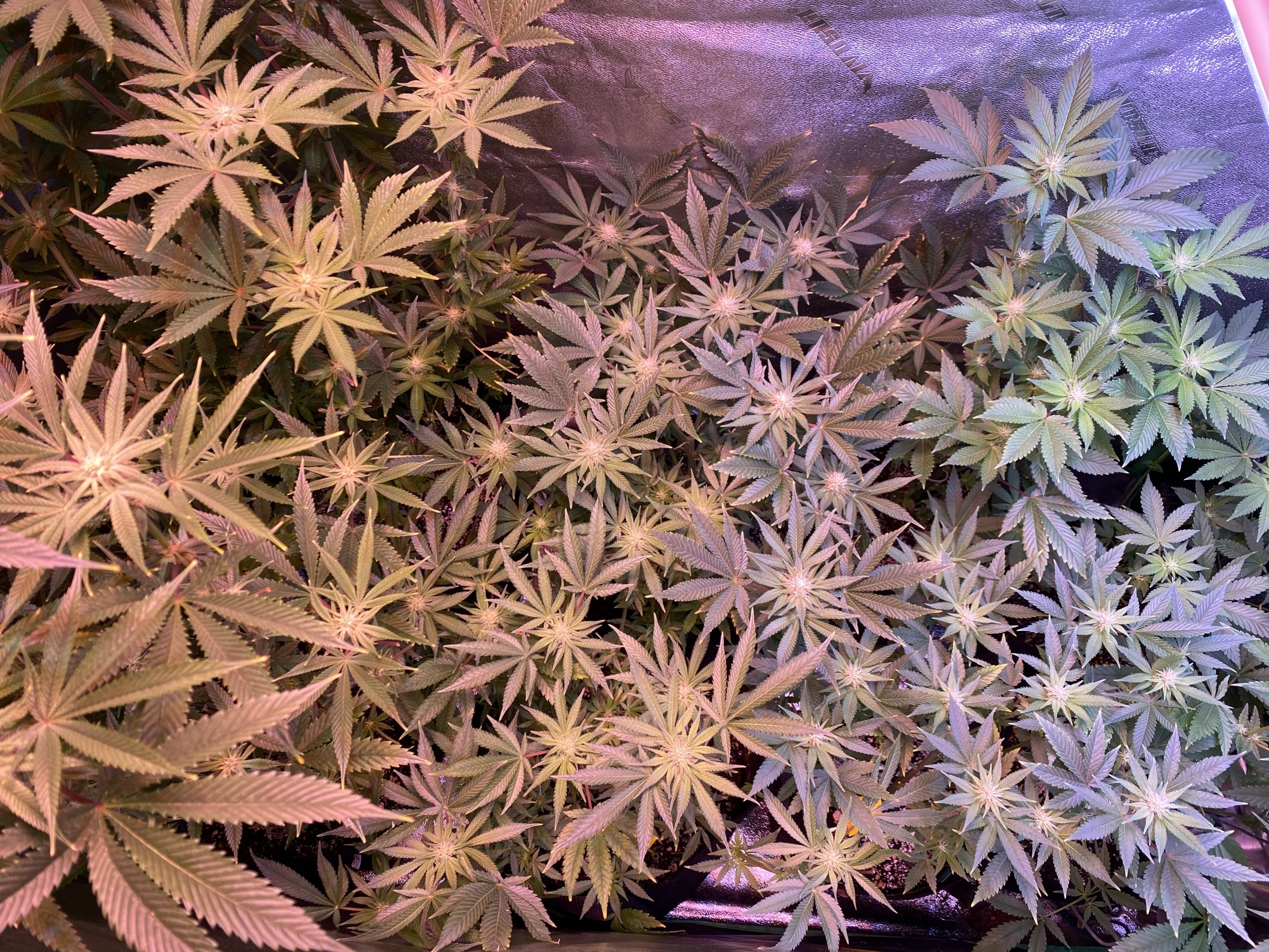 Day 35 of flower should i defoliate the top leaves