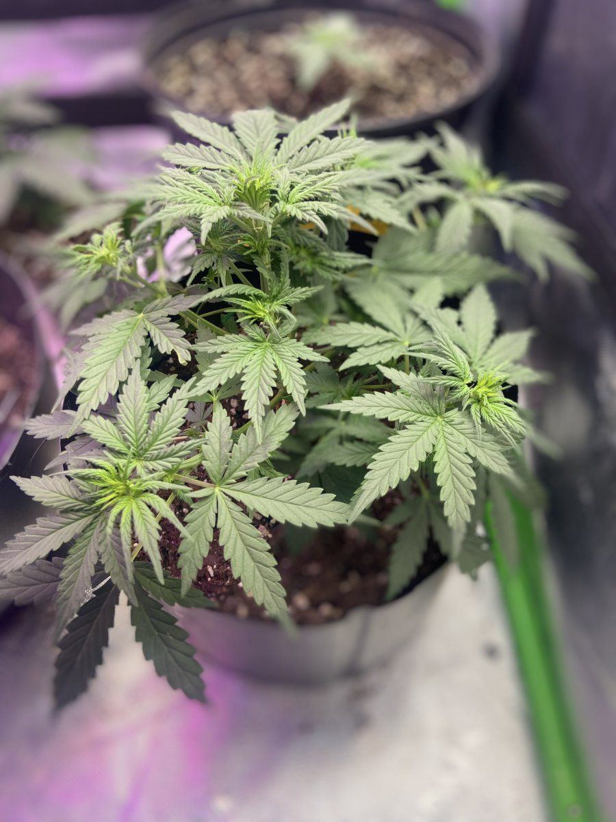 Day 36 cherry cola auto early flower stage 2