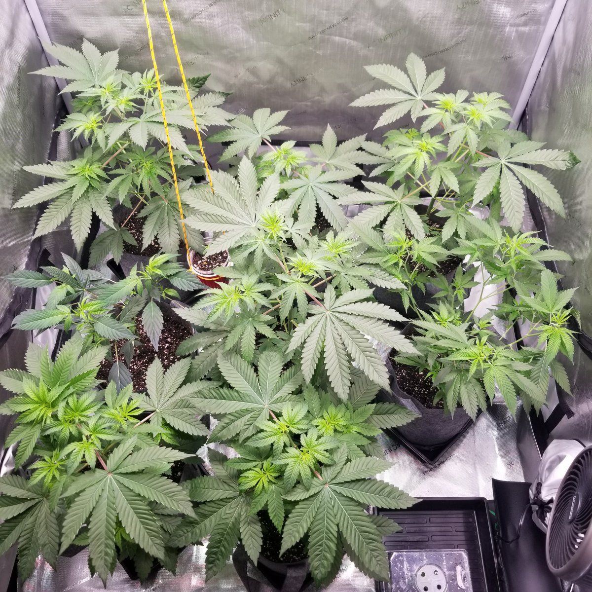 Day 36