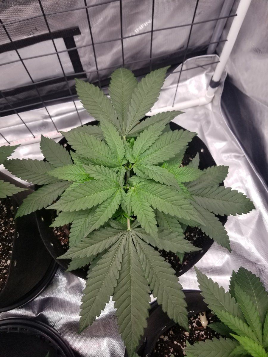 Day 37 Blue Sunset Sherbert