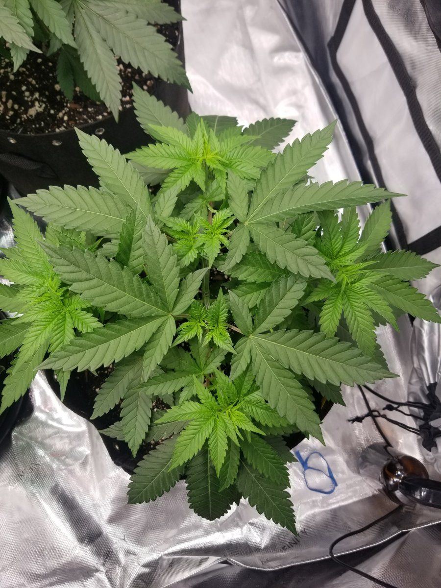 Day 37 Blueberry