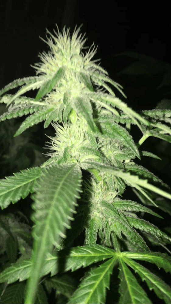 Day 37 buds look small to me 2
