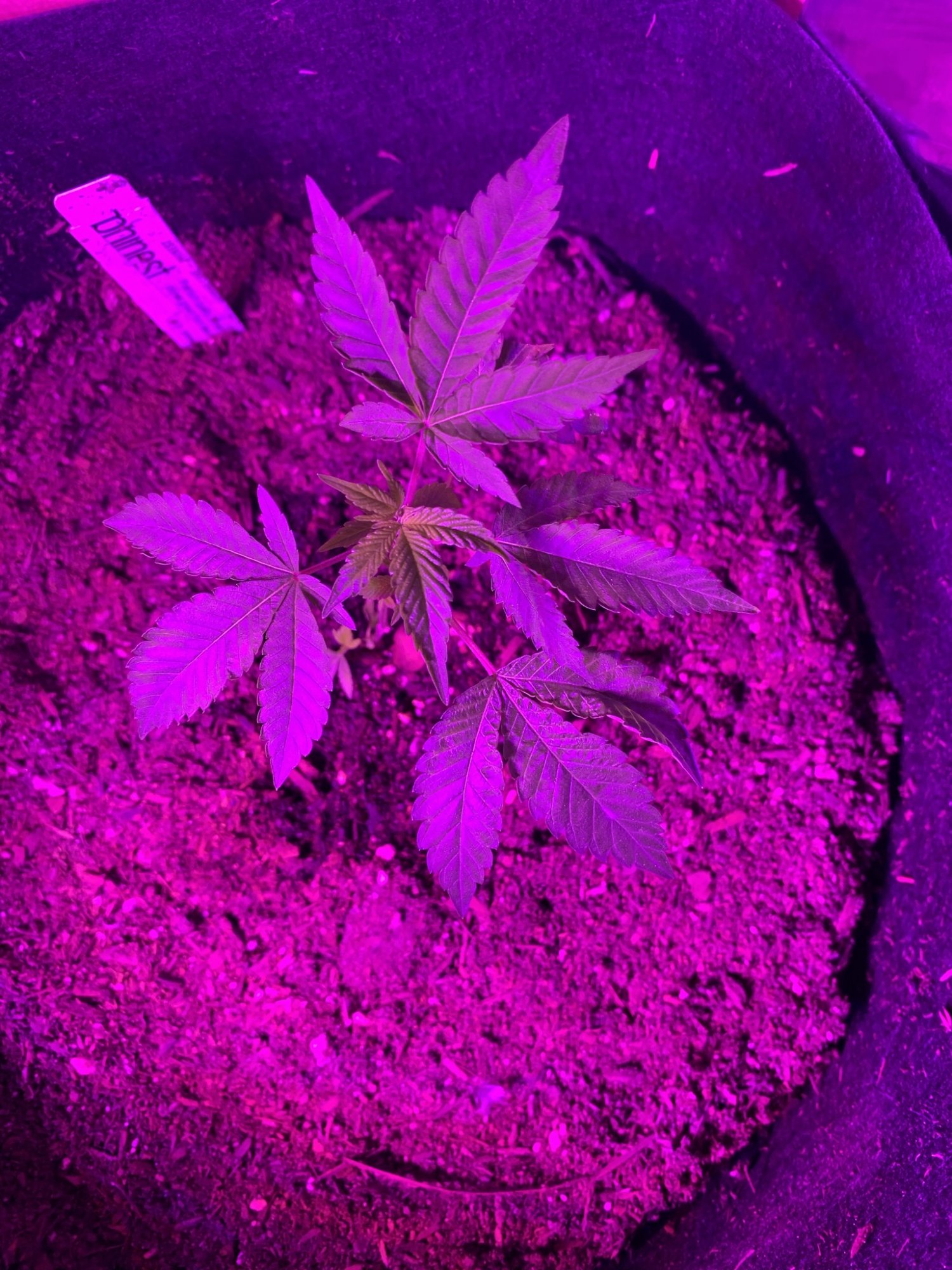 Day 37   first indoor grow  fireogweddingcakechemdawg 10