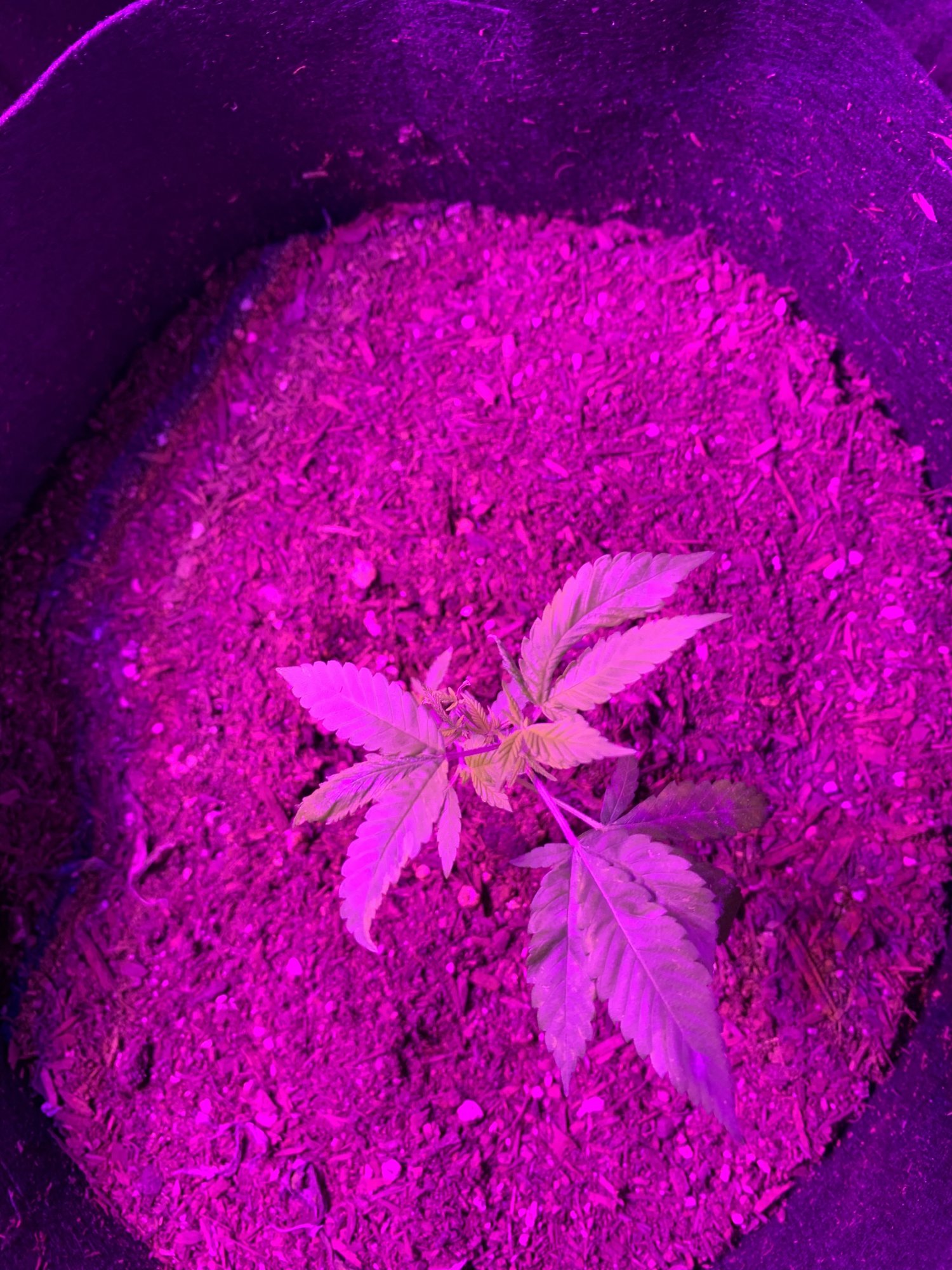 Day 37   first indoor grow  fireogweddingcakechemdawg 11