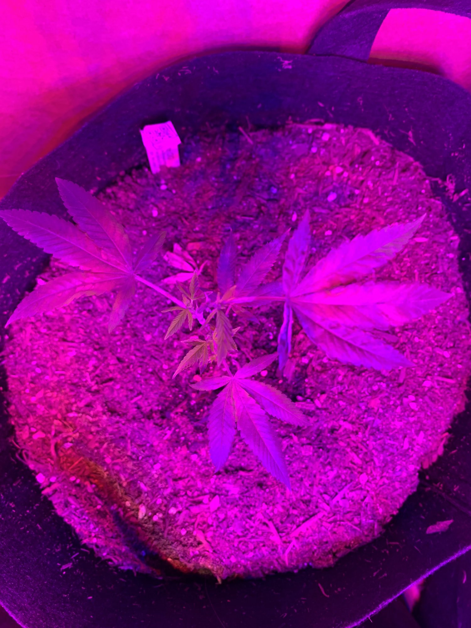 Day 37   first indoor grow  fireogweddingcakechemdawg 12