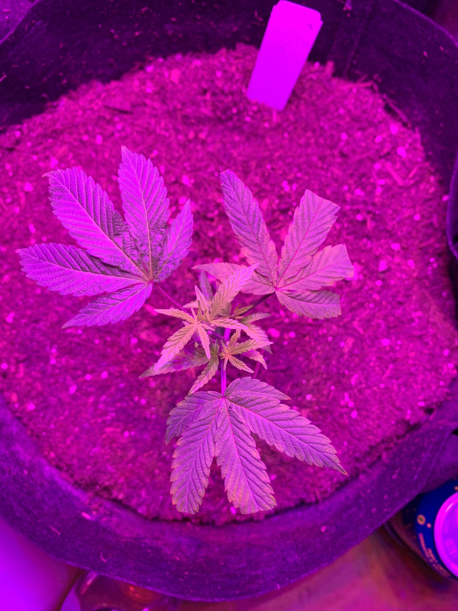 Day 37   first indoor grow  fireogweddingcakechemdawg 13