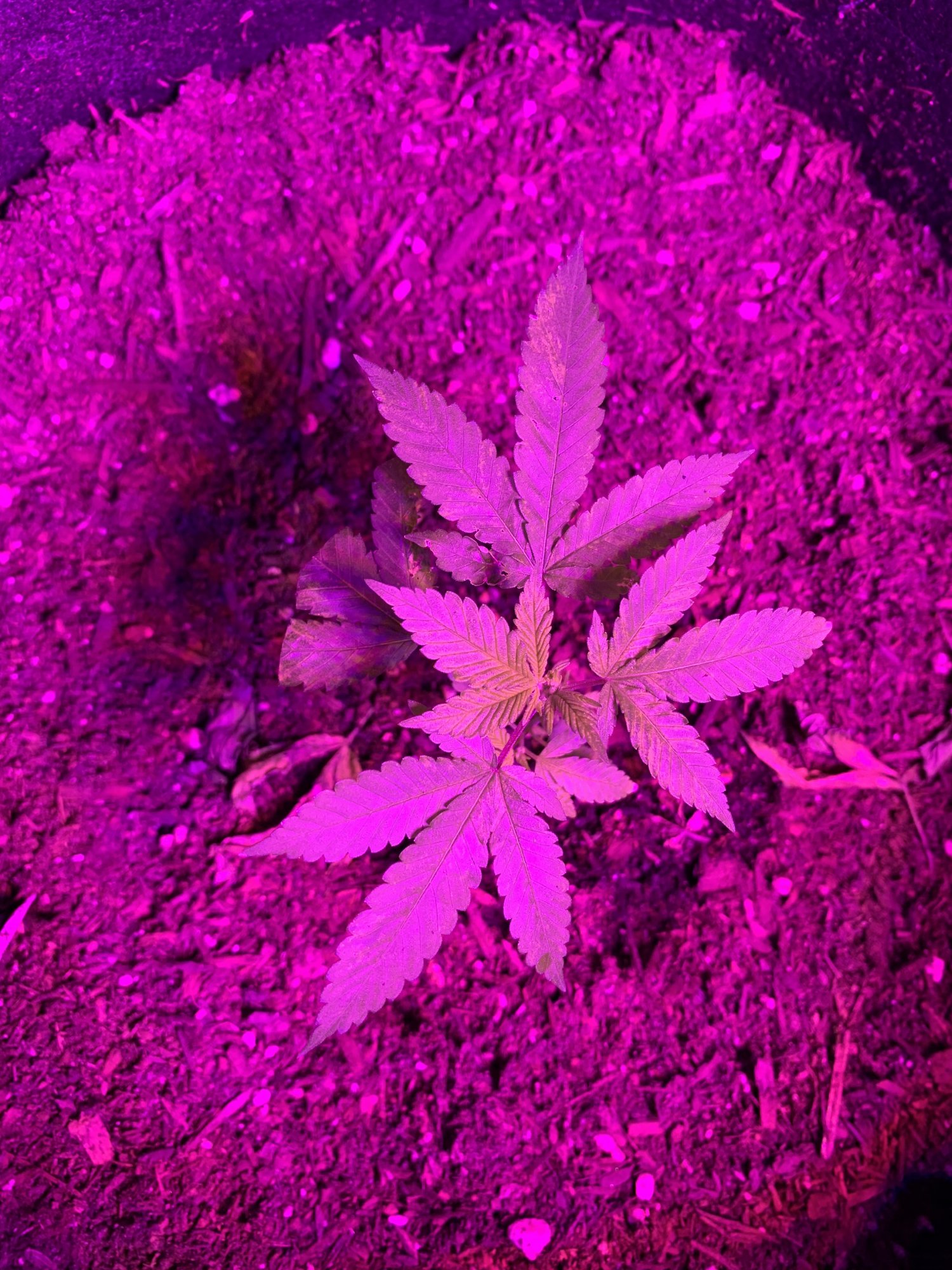 Day 37   first indoor grow  fireogweddingcakechemdawg 14