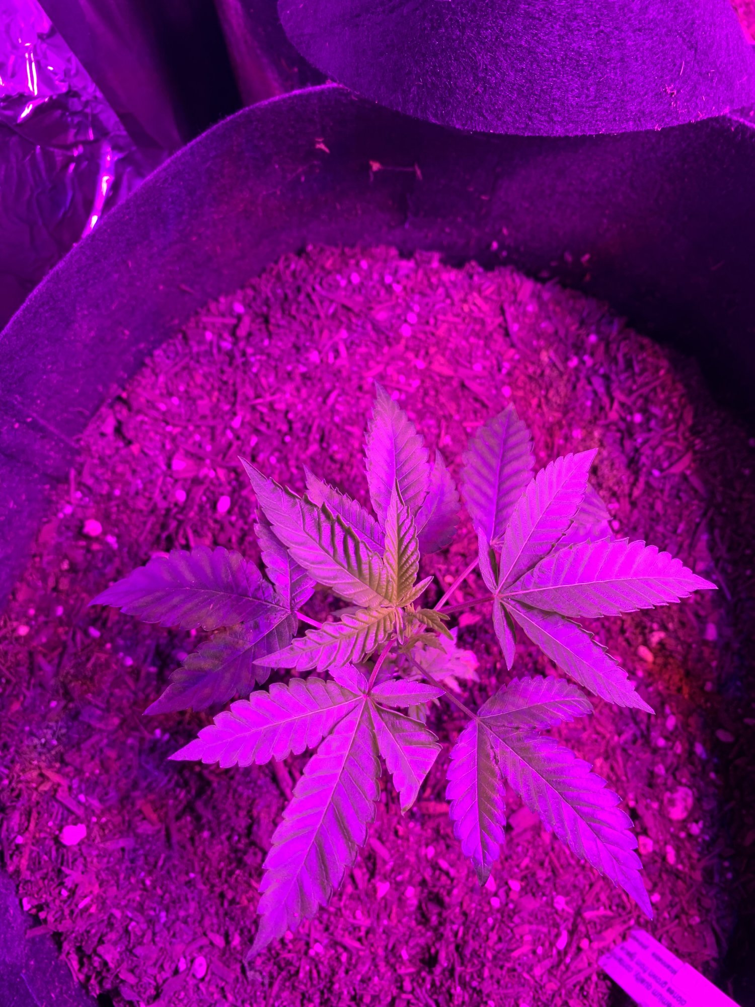 Day 37   first indoor grow  fireogweddingcakechemdawg 15