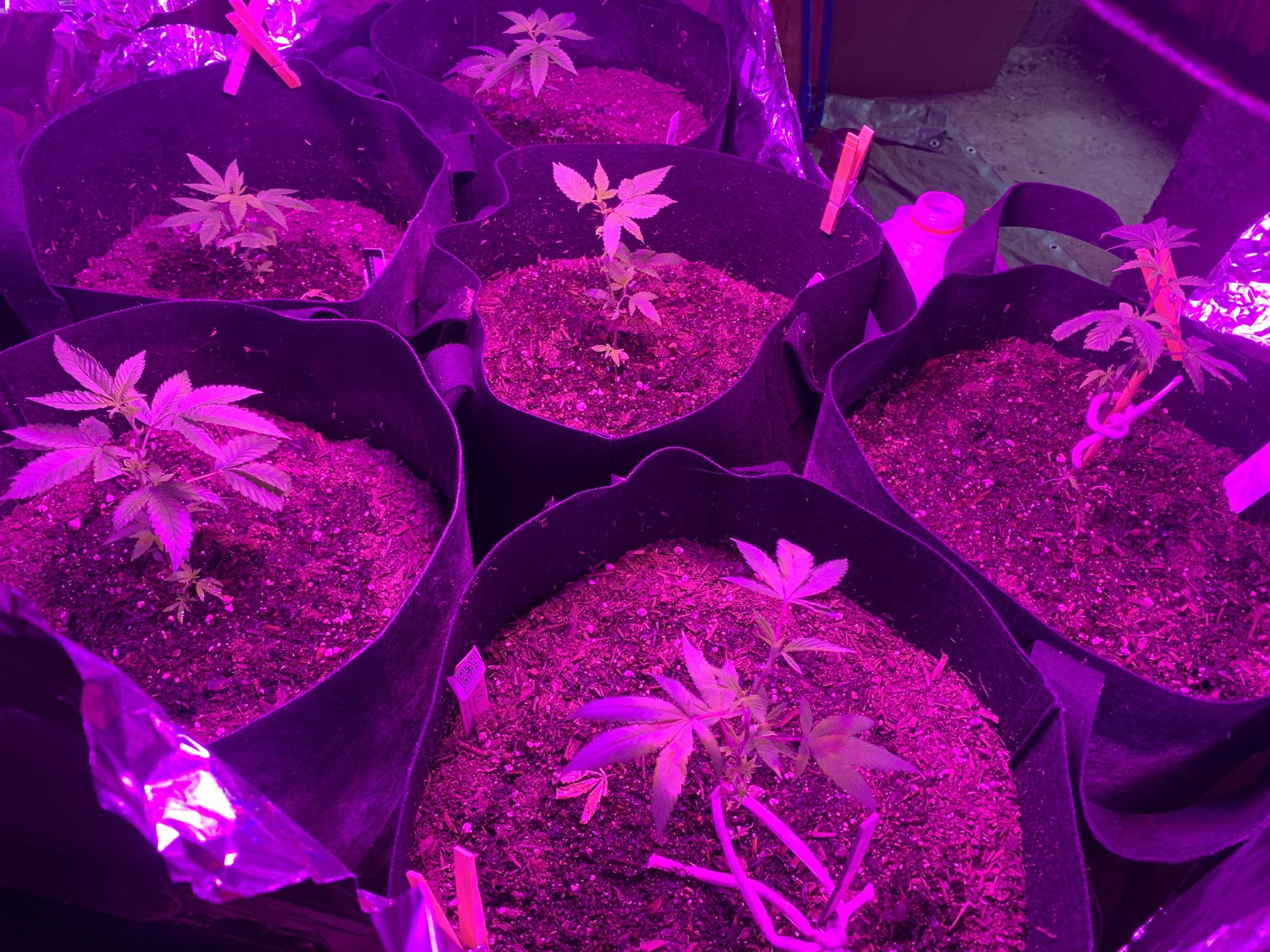 Day 37   first indoor grow  fireogweddingcakechemdawg 2