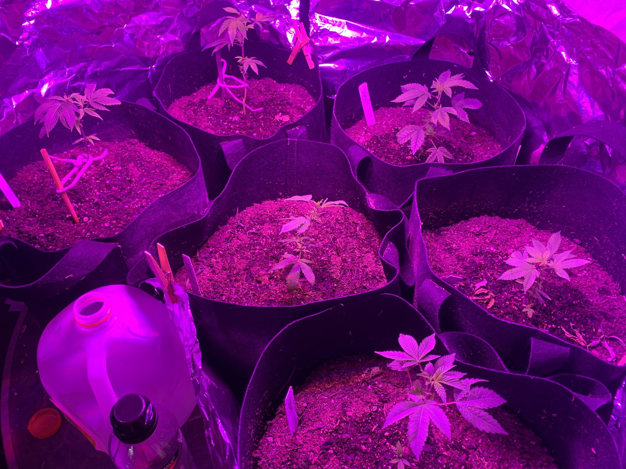 Day 37   first indoor grow  fireogweddingcakechemdawg 3