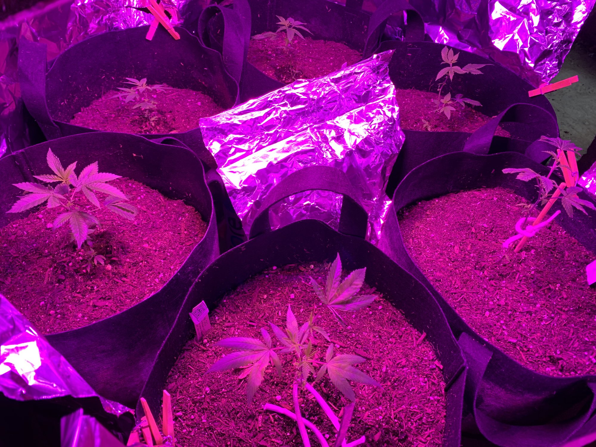 Day 37   first indoor grow  fireogweddingcakechemdawg 4