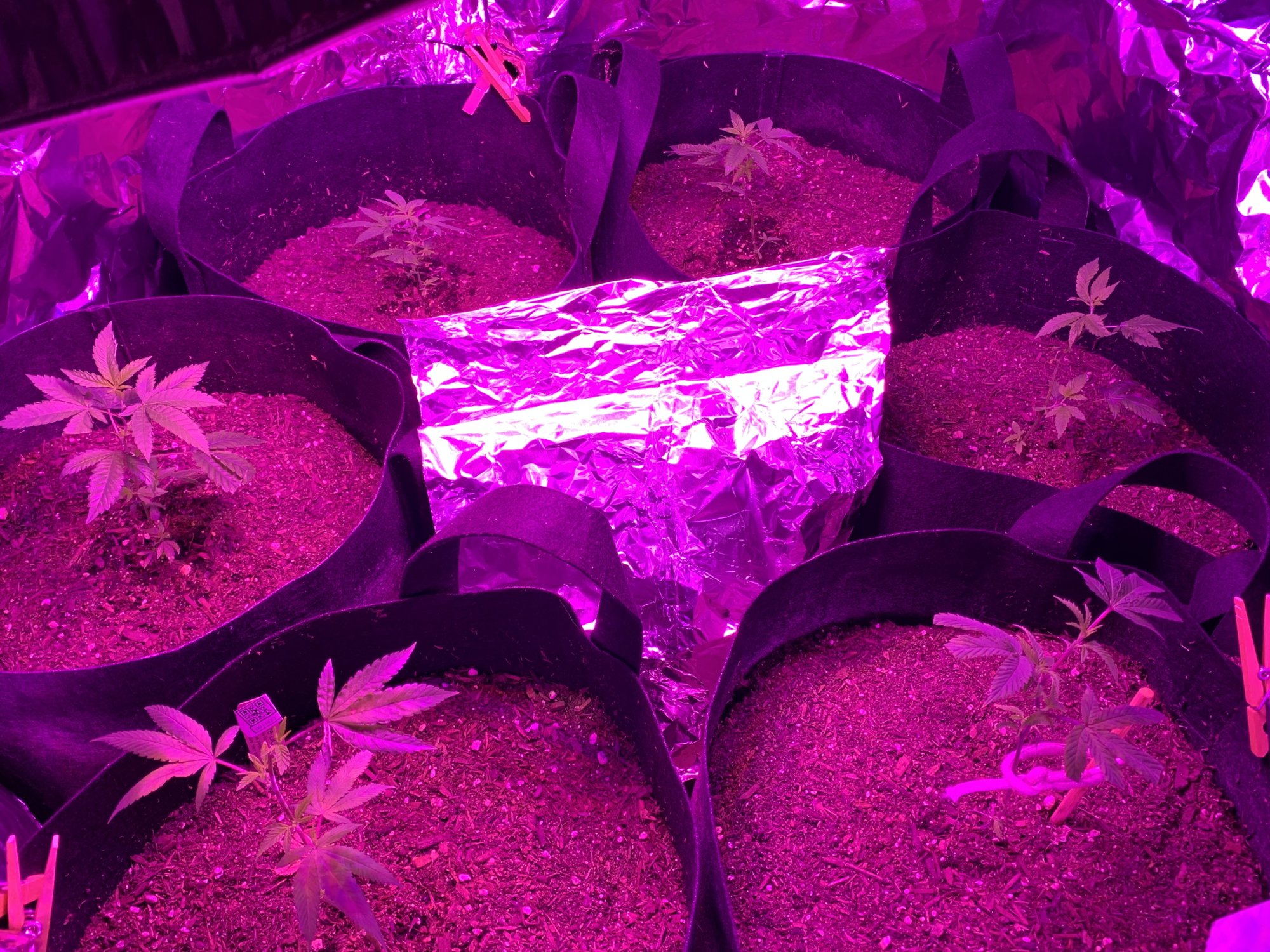 Day 37   first indoor grow  fireogweddingcakechemdawg 5