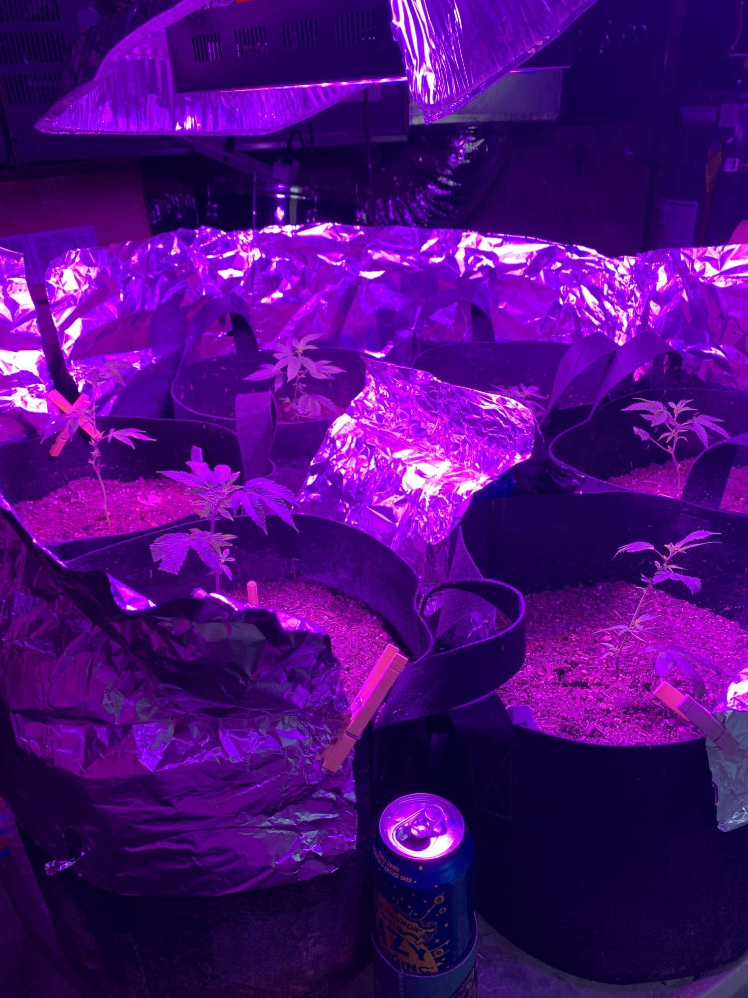 Day 37   first indoor grow  fireogweddingcakechemdawg 6