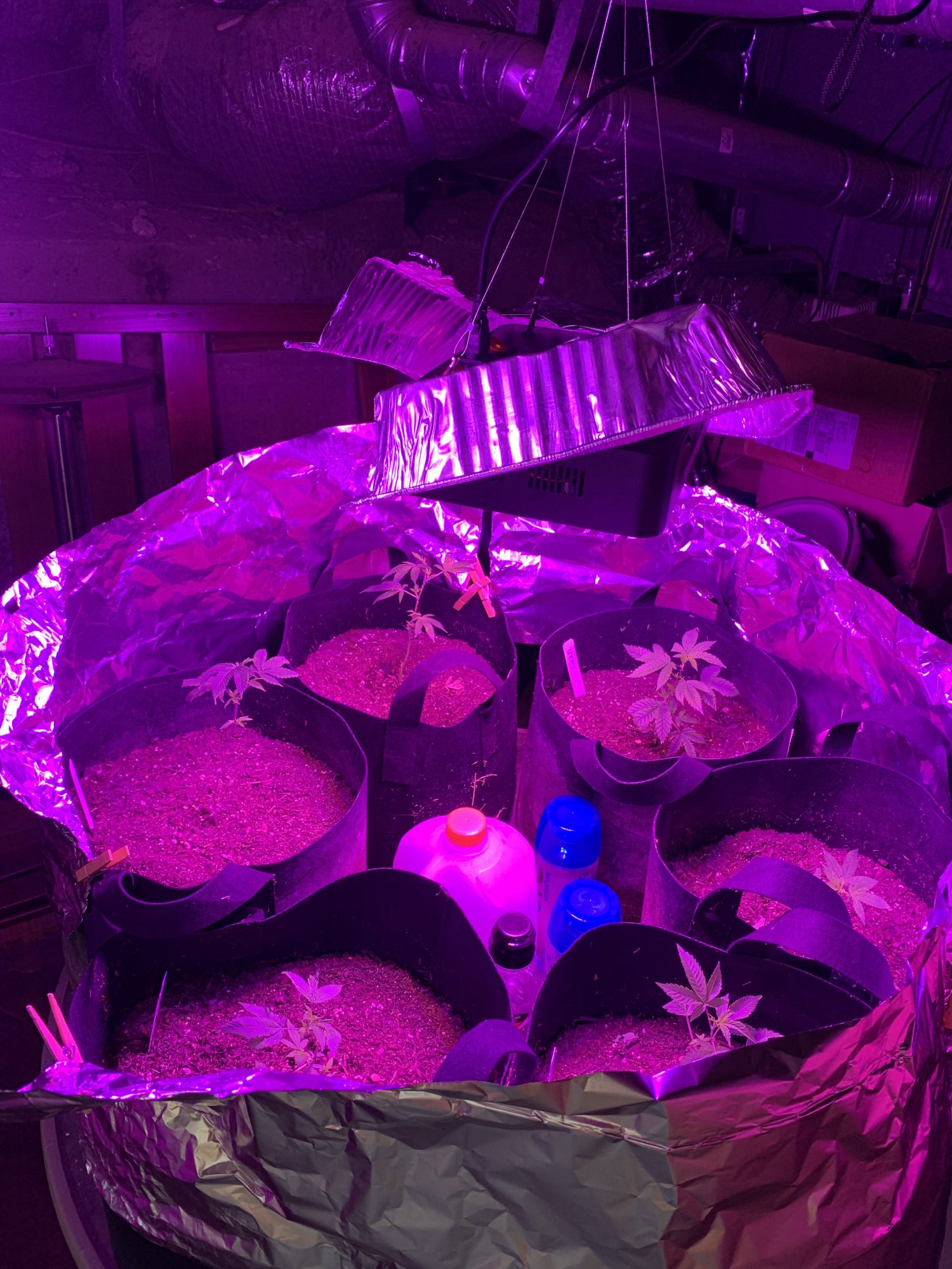 Day 37   first indoor grow  fireogweddingcakechemdawg 7