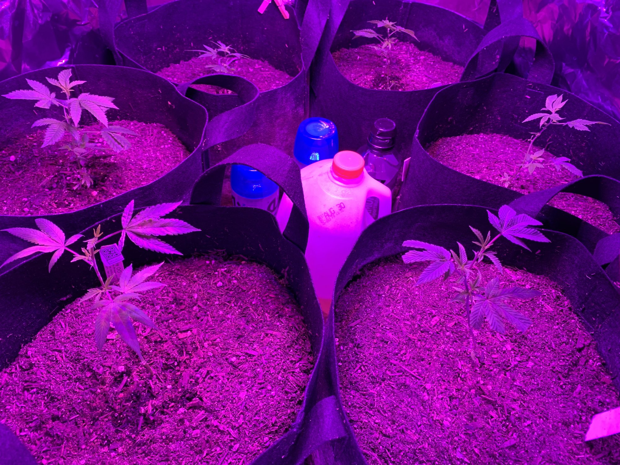 Day 37   first indoor grow  fireogweddingcakechemdawg 8