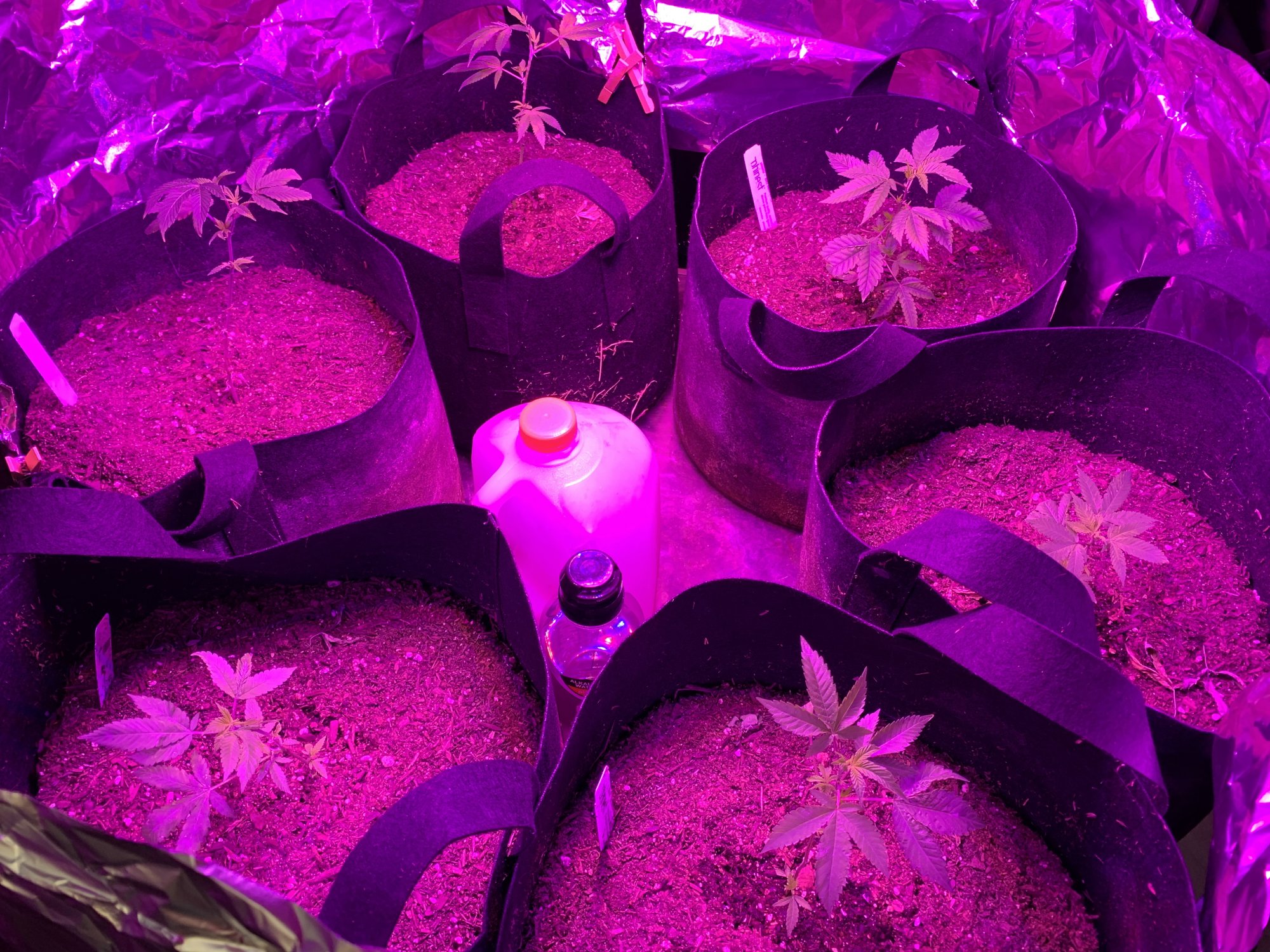 Day 37   first indoor grow  fireogweddingcakechemdawg 9