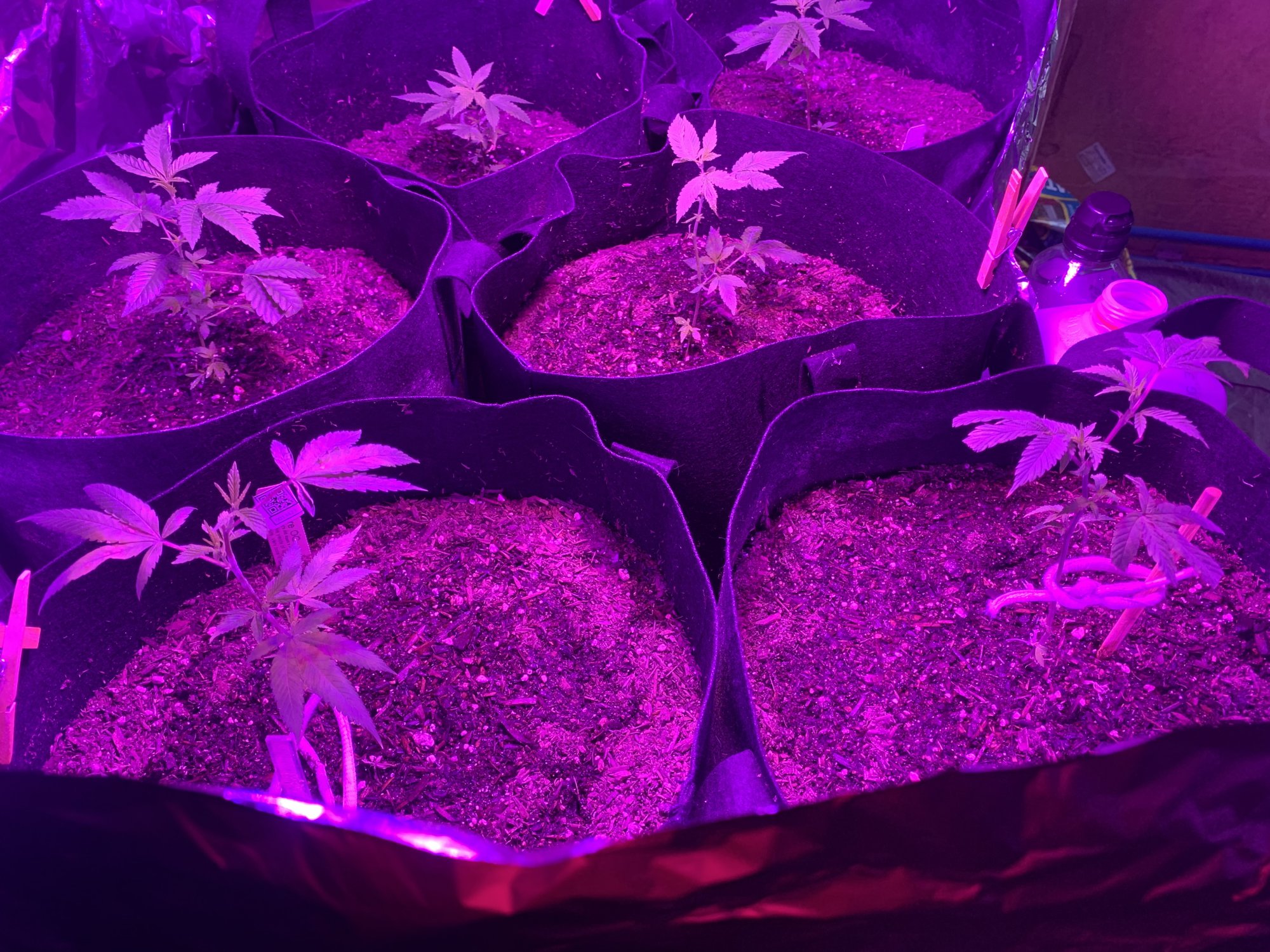 Day 37   first indoor grow  fireogweddingcakechemdawg