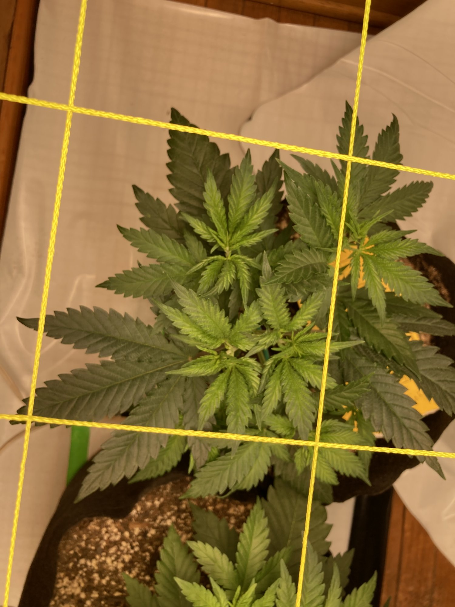 Day 37 from seed 2x8 closet scrog help 2