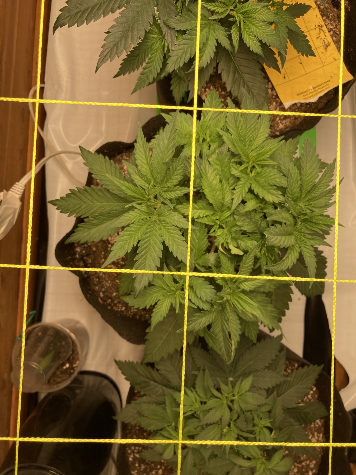 Day 37 from seed 2x8 closet scrog help 3
