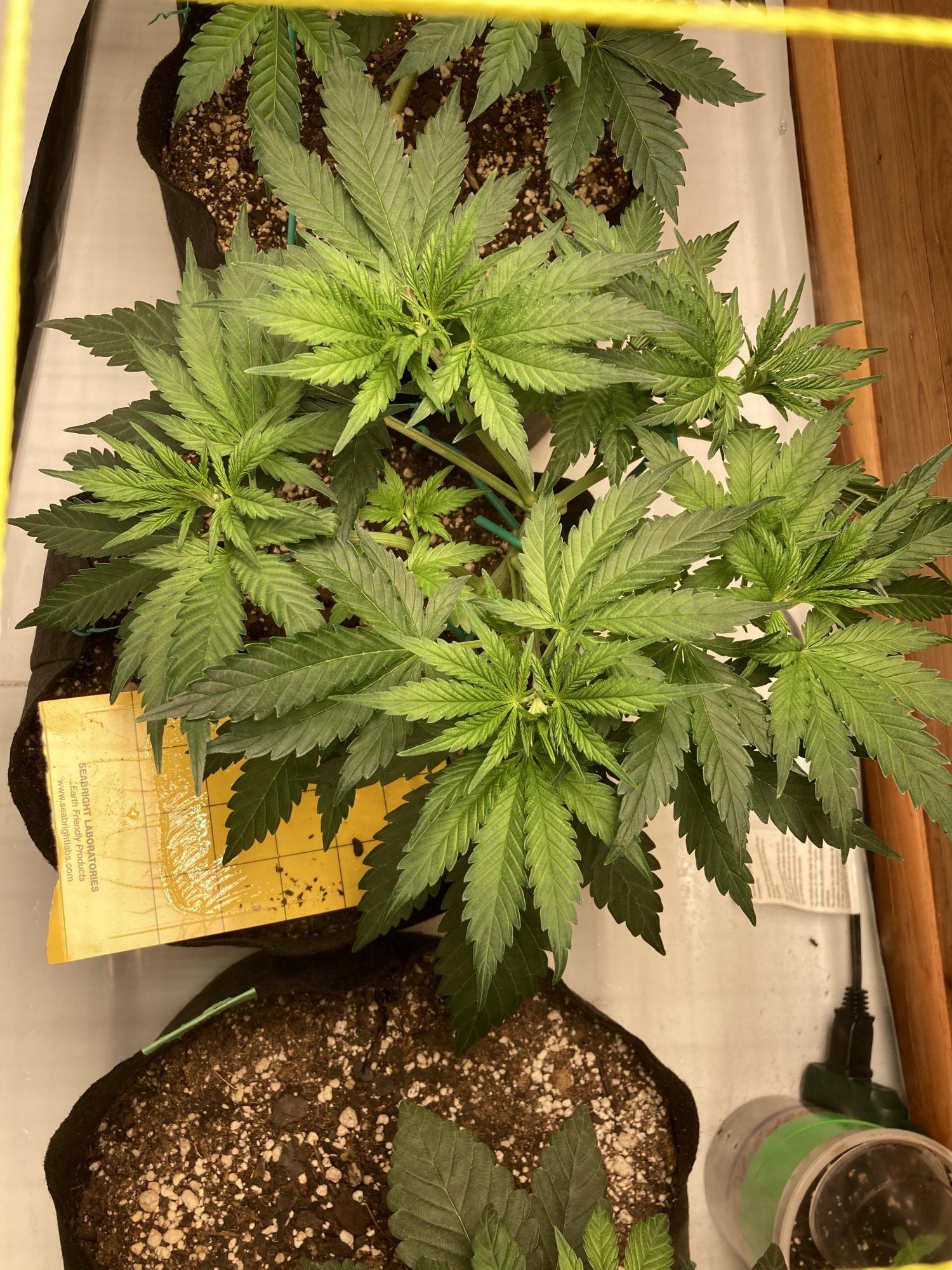 Day 37 from seed 2x8 closet scrog help 4