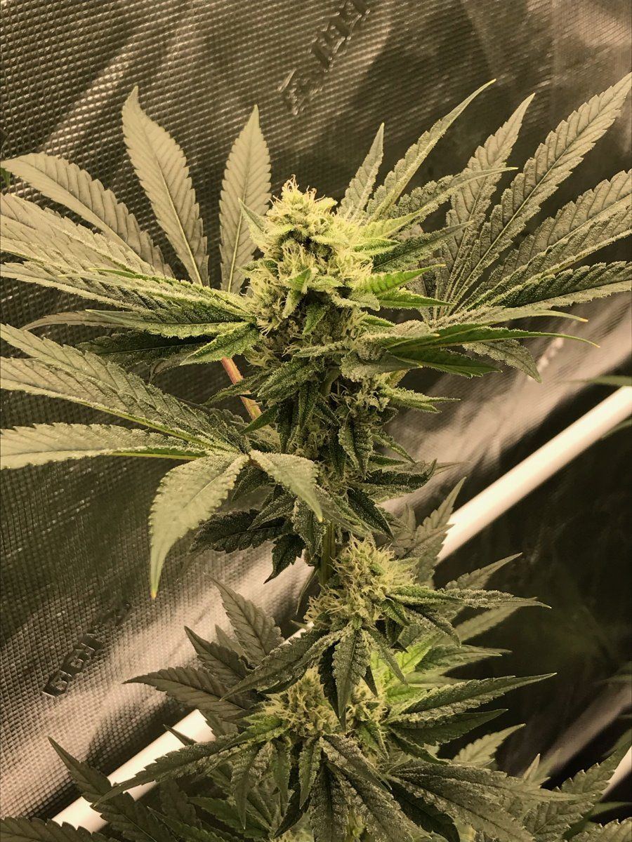 Day 37