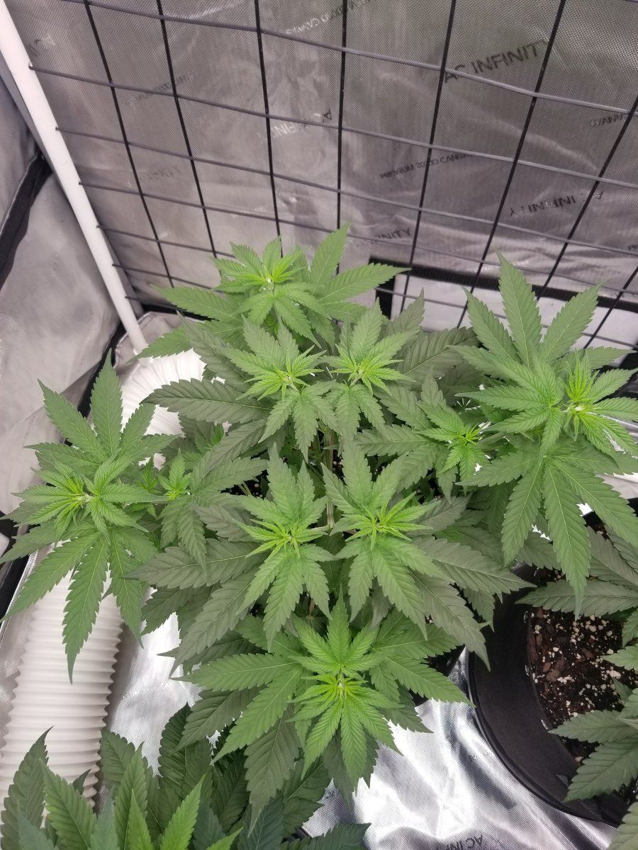 Day 37 Mimosa