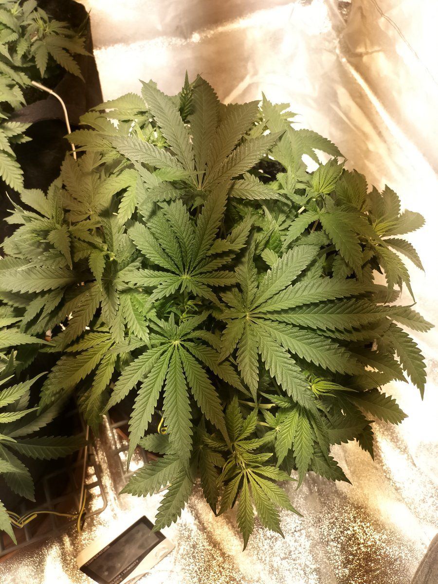 Day 38 2