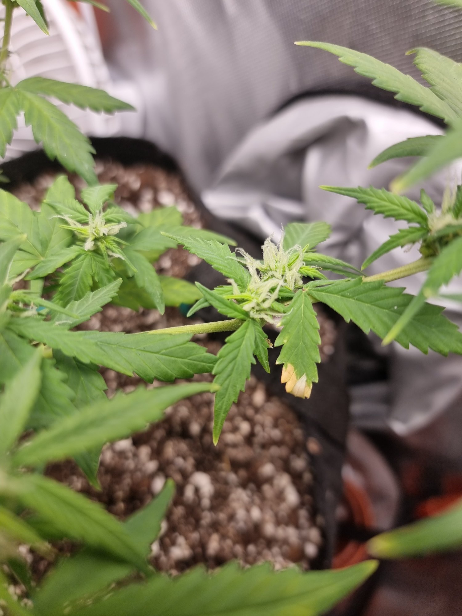 Day 38 northern lights autoflower yellowing leaves and brown spots 4