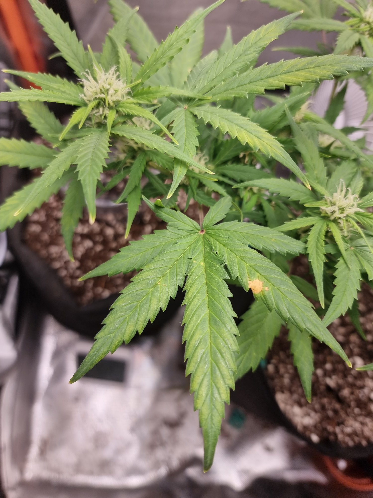 Day 38 northern lights autoflower yellowing leaves and brown spots