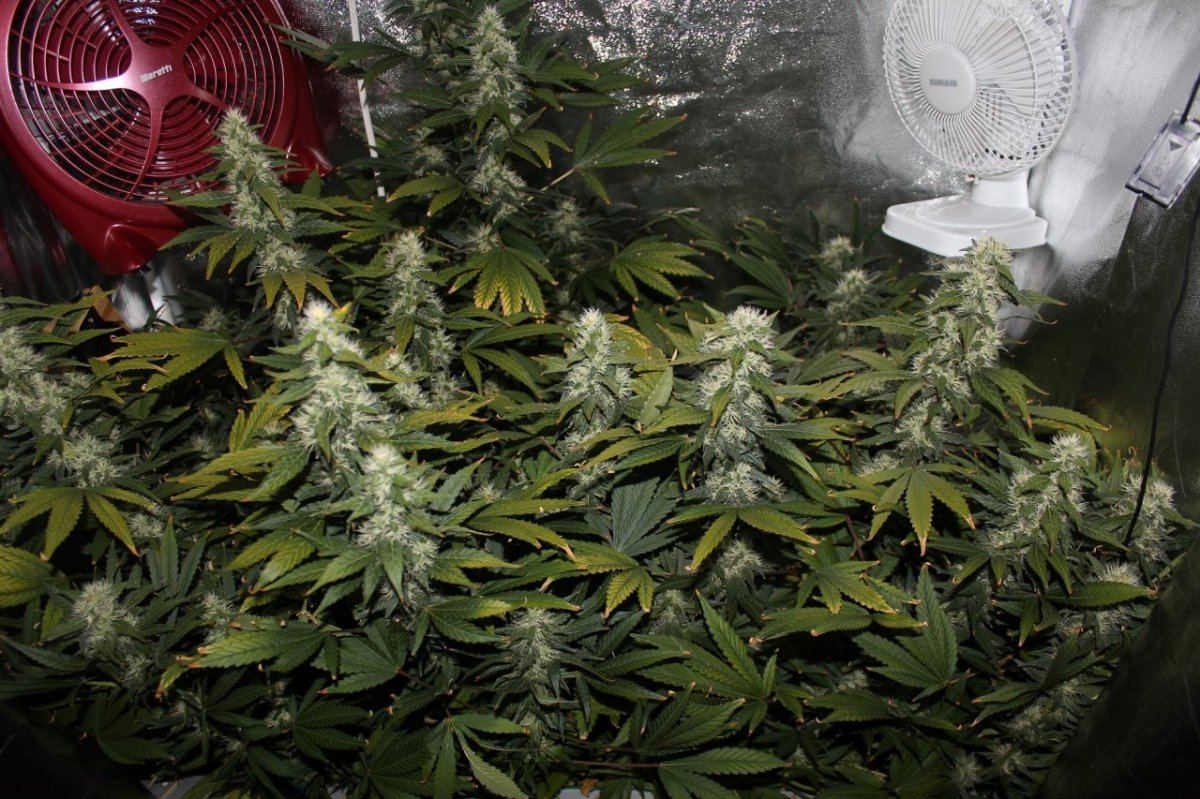 Day 39 flower canopy shot