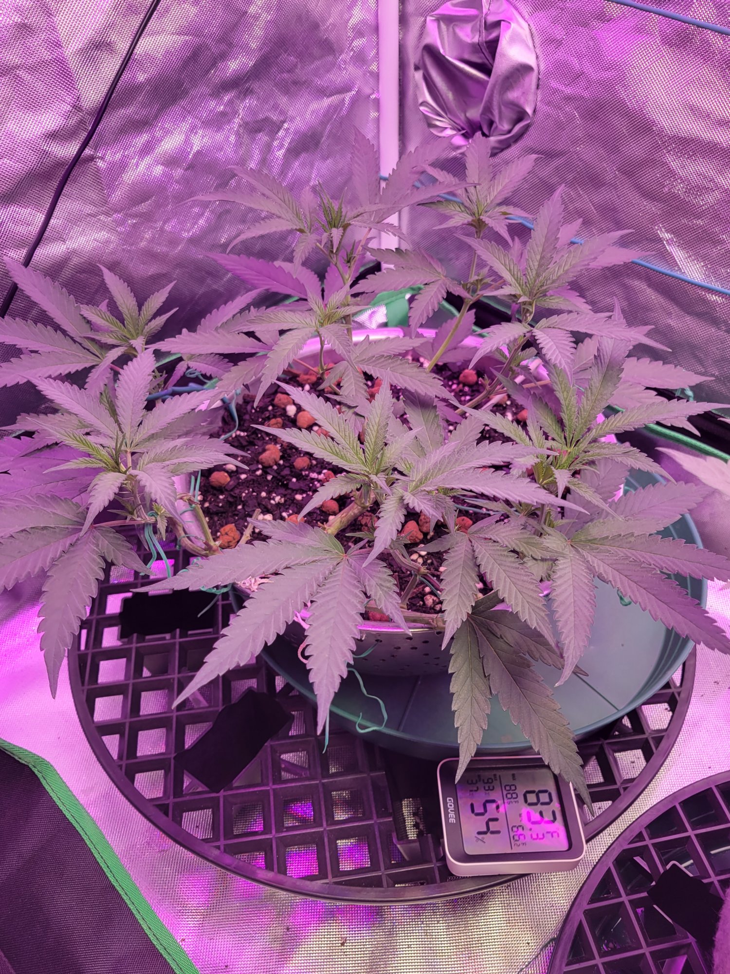 Day 4 into flowering 1212 manifoldlst 4