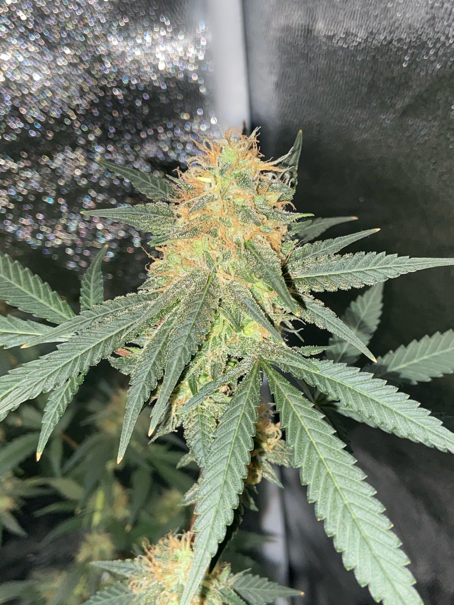 Day 4 of swelling day 60 of flower  when will they be done 2