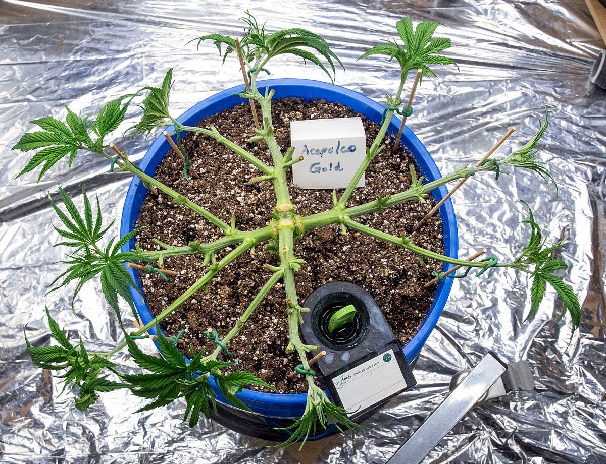 Day 41 AG 27 Oct