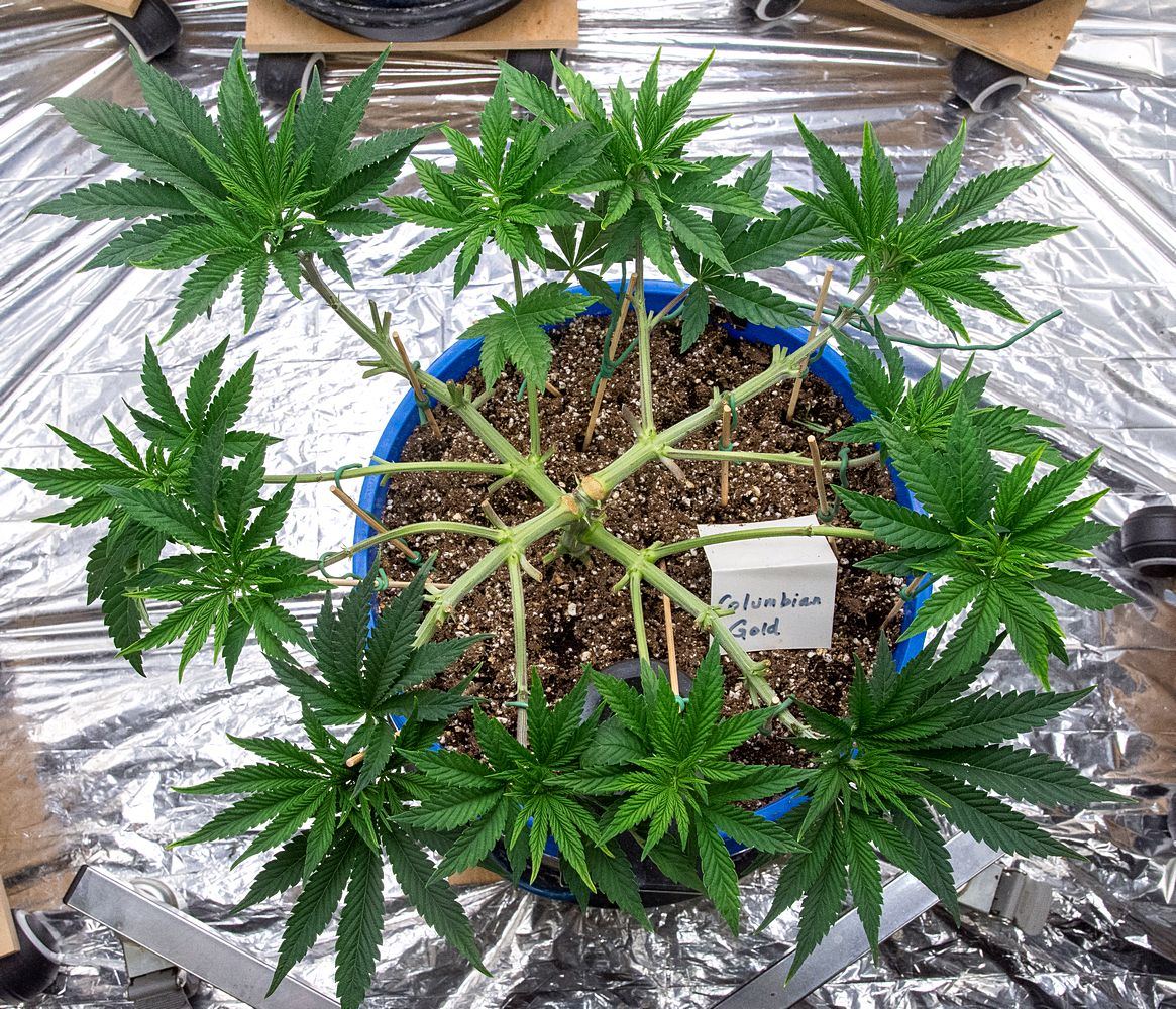 Day 41 CG 27 Oct