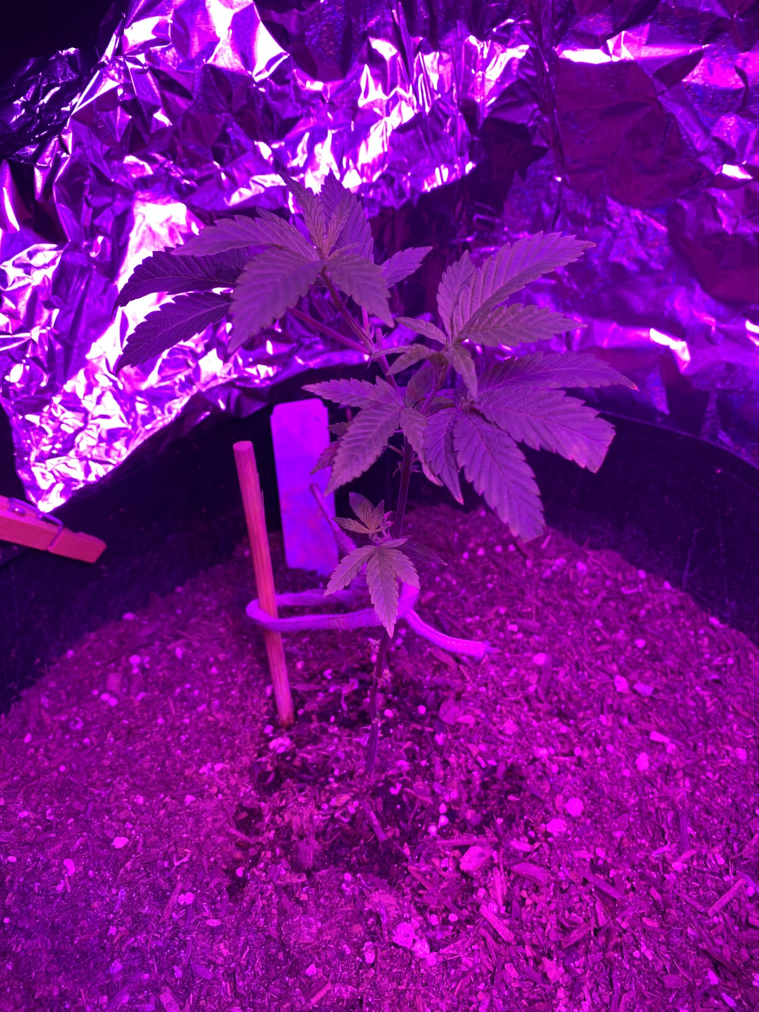 Day 41  first indoor  soil and advanced nutrients micro and grow
