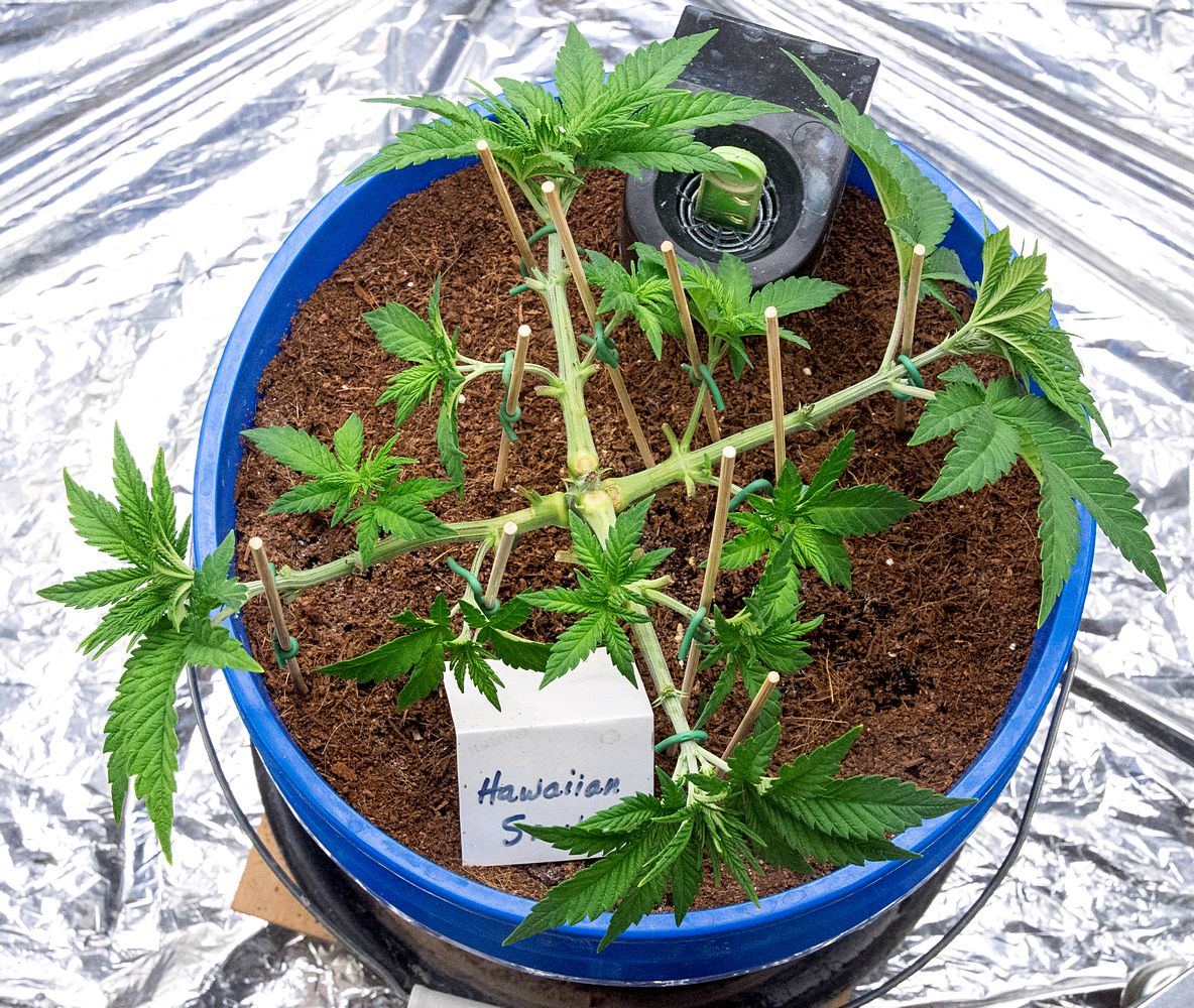 Day 41 HS 27 Oct