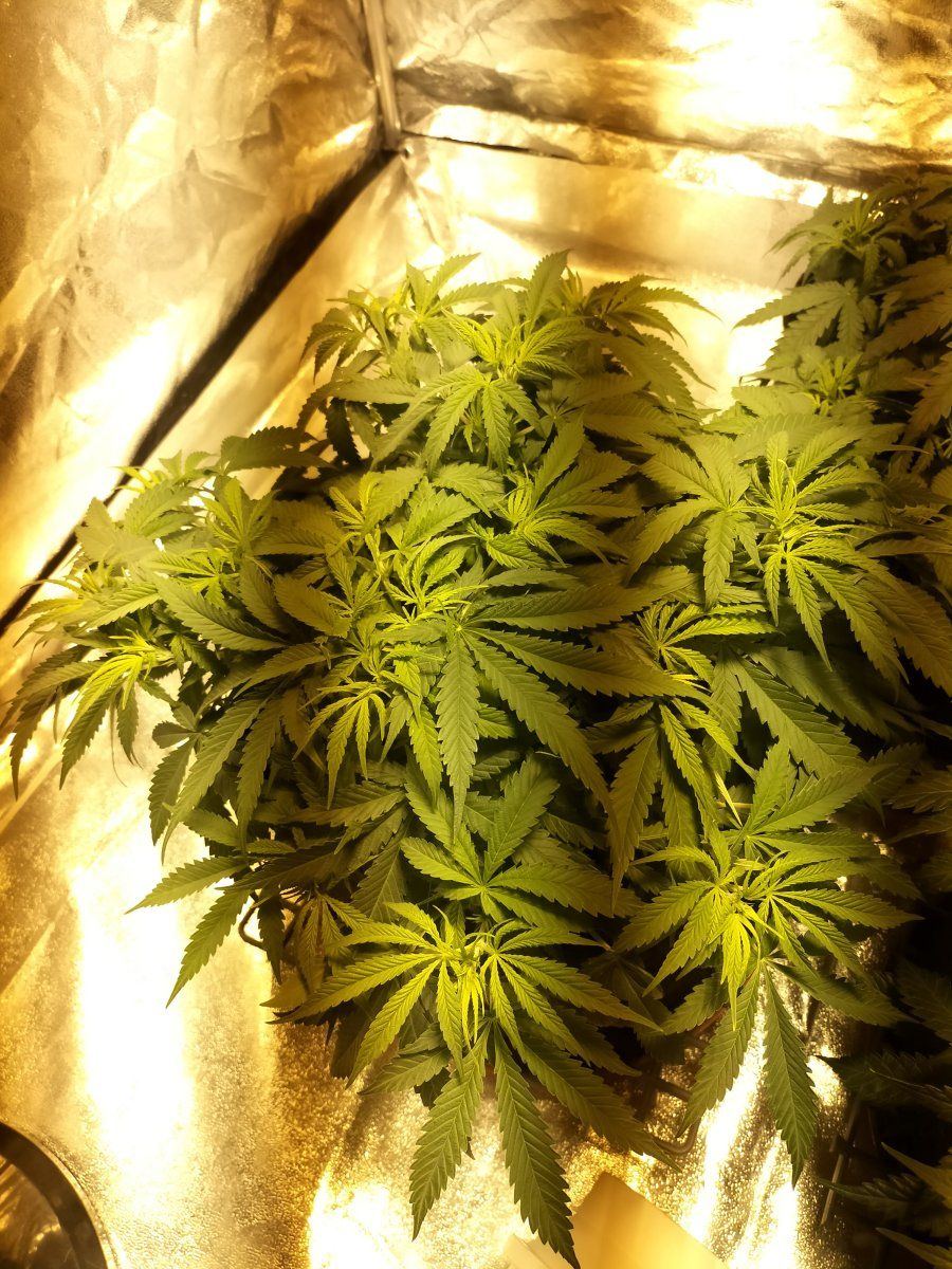 Day 42 1