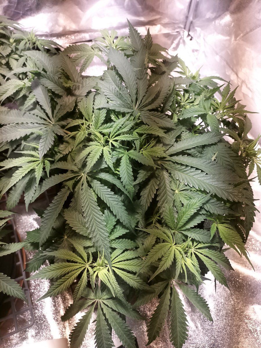 Day 42 2