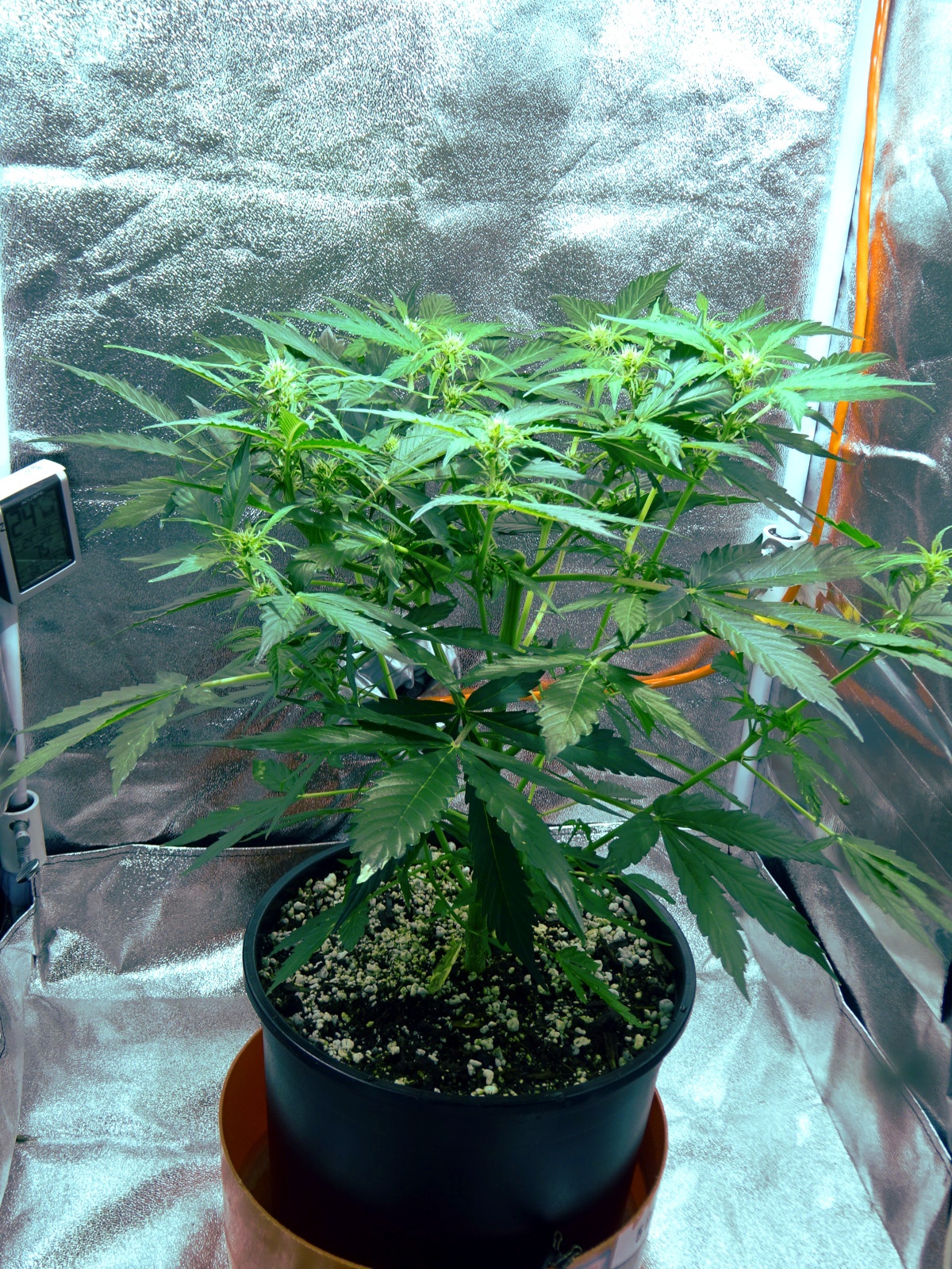 Day 42