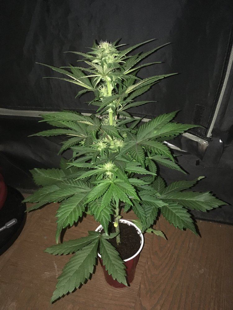 Day 42