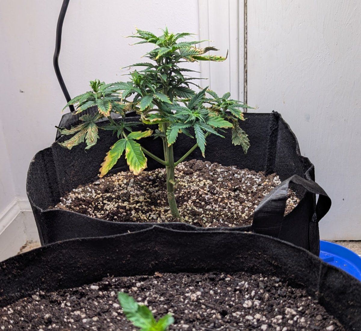 Day 42  march4