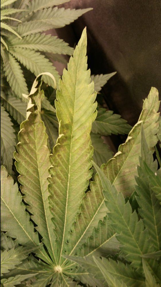 Day 43 F17 12