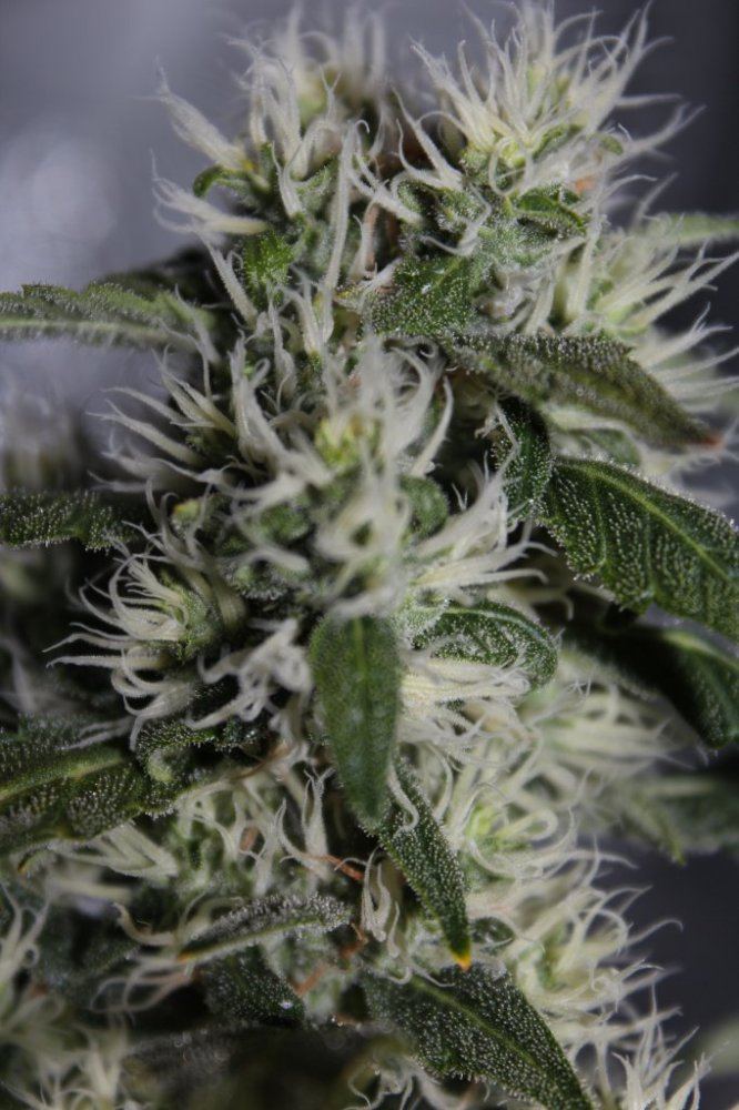 Day 43 flower close up 2