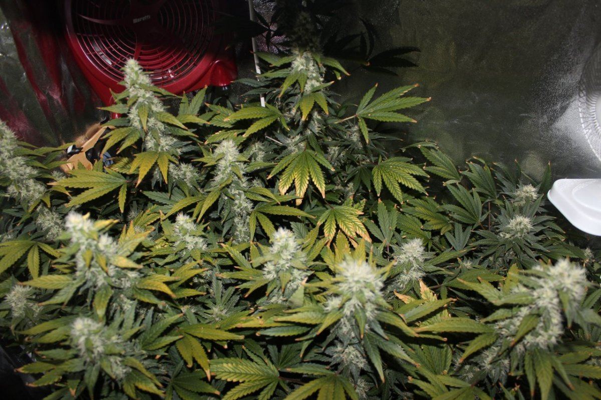 Day 43 flower full shot 2