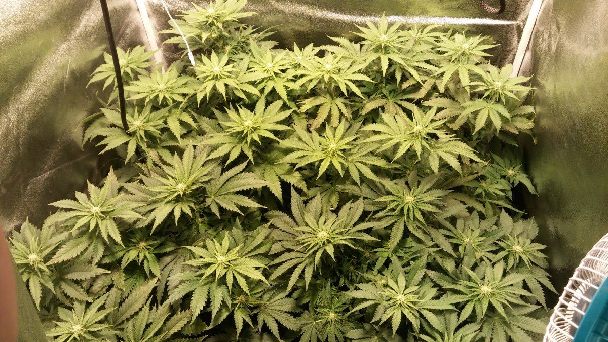 Day 44 F18 6