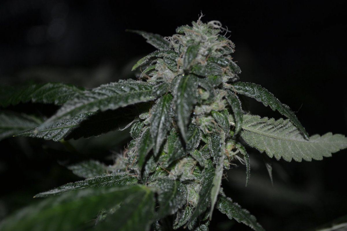 Day 44koshmikjack 003