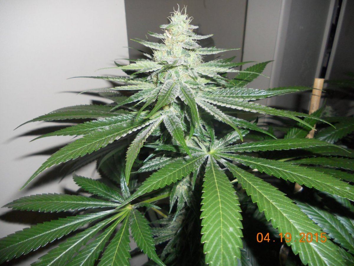 Day 45 flower 002