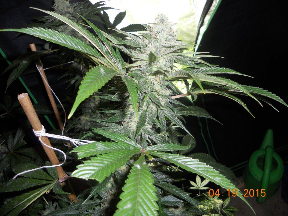 Day 45 flower 003