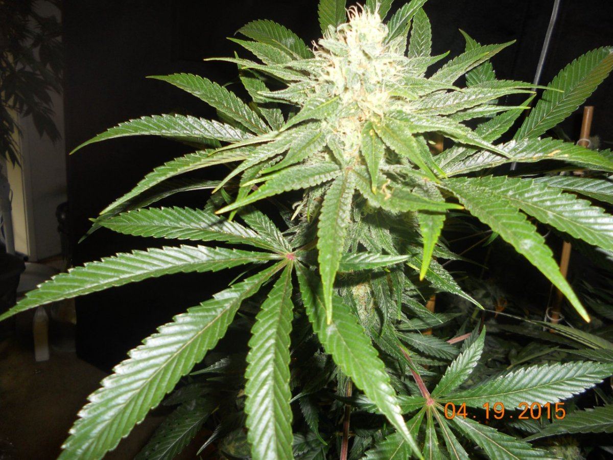 Day 45 flower 004